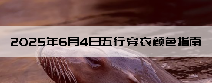 202564дɫָ