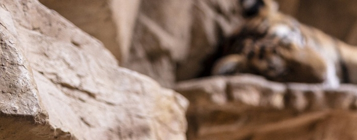 �����࣬��������������Щ֢״