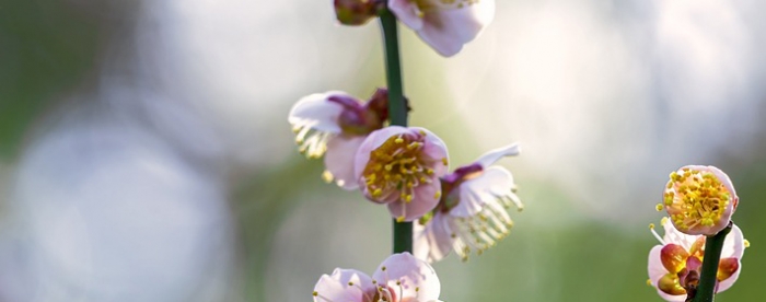 ���������ϵĸ�������ʲô����