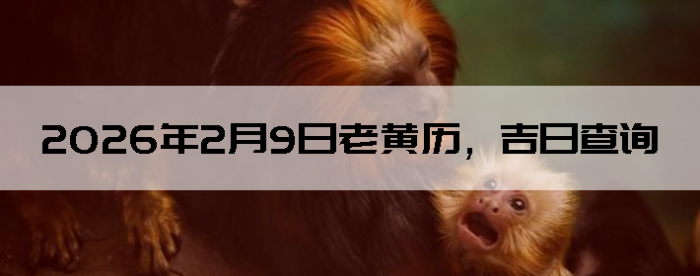 2026��2��9���ϻ��������ղ�ѯ