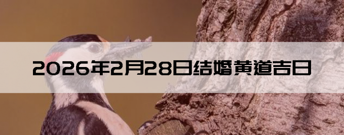 2026��2��28����������ô��