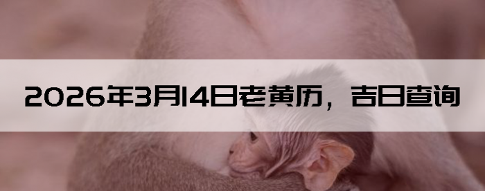 2026��3��14���ϻ��������ղ�ѯ