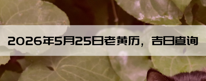 2026��5��25���ϻ��������ղ�ѯ