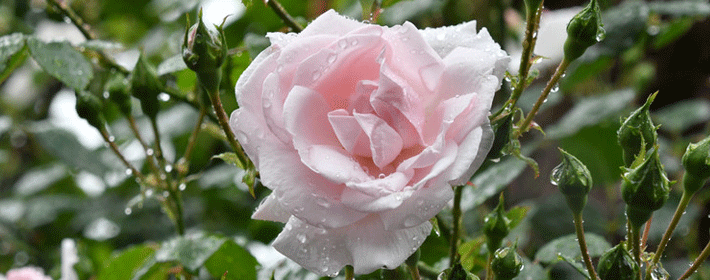 �̵���Ϊ�������ɵ������Ĵ���Ф