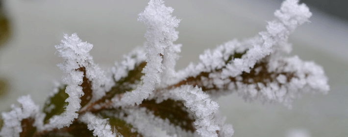 ��Ȣ����������ФŮ���и����ˣ���Ϊ����̫����