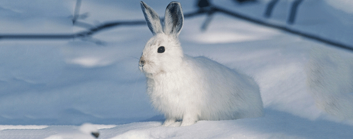 ��ʮ���ڣ����˵�������Ф���쿴������