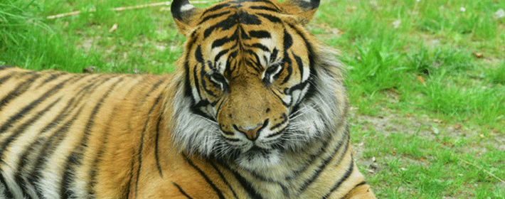 王者荣耀好听的名字女带符号